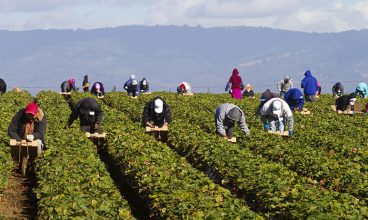 The Farm Work Program in Jamaica